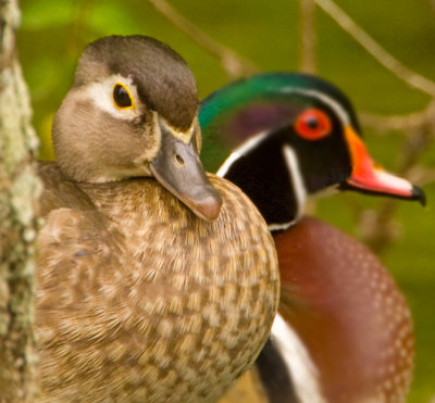 Wood Ducks