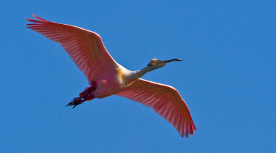 Roseate Spoonbill