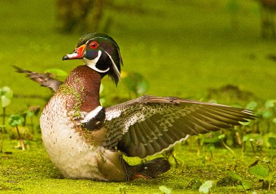 Wood Duck
