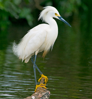 Snowy Egret
