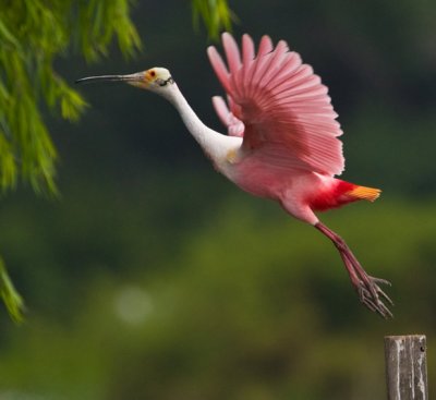 Roseate Spoonbill