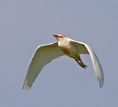 Cattle Egret