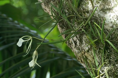 Costa Rica: Flora