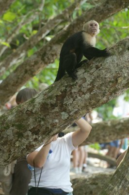 White-faced Capuchin