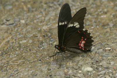 Ruby-spotted Swallowtail