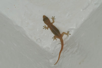 Common House Gecko