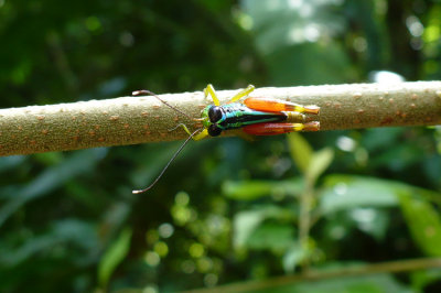 Rainbow Grasshopper