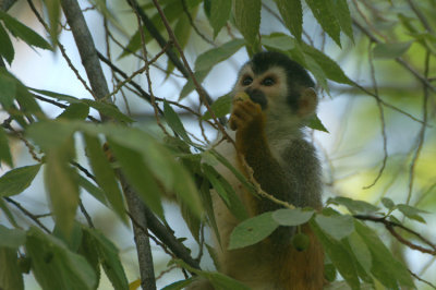 Central-American Squirrel Monkey