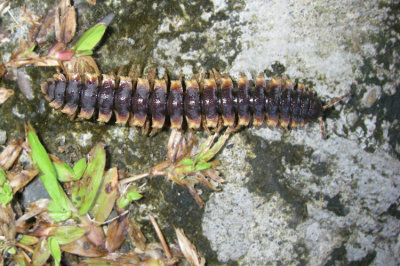 Rainforest Millipede