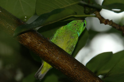 Golden-browed Chlorophonia