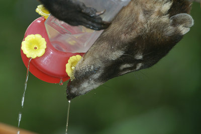 White-nosed Coati