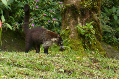 White-nosed Coati