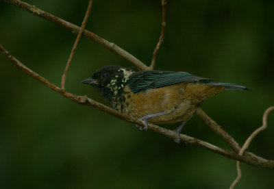 10386 - Spangle-cheeked Tanager - Tangara dowii