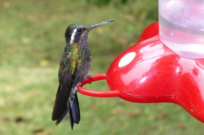 Purple-throated Mountain-gem