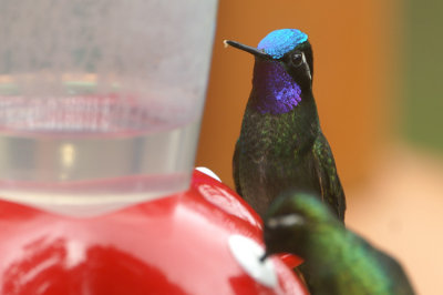 Purple-throated Mountain-gem