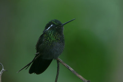 Purple-throated Mountain-gem