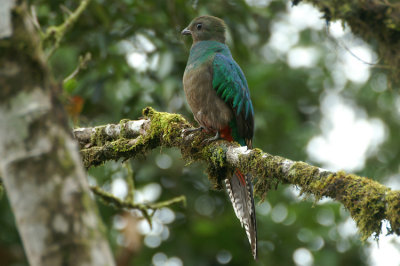 03158 - Resplendent Quetzal - Pharomachrus mocinno