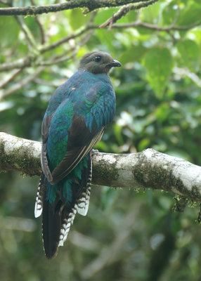 Resplendent Quetzal