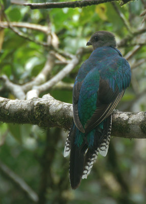 Resplendent Quetzal