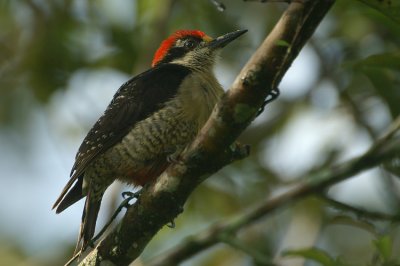 03680 - Black-cheeked Woodpecker - Melanerpes pucherani