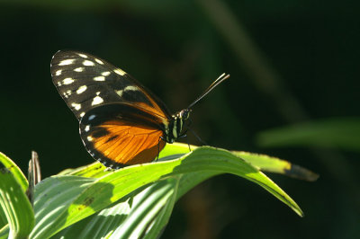 Tiger Longwing Butterfly