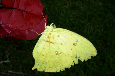 Clouded Sulphur