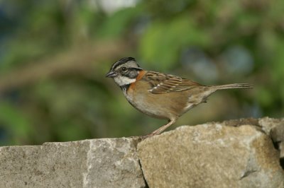 10110 - Rufous-collared Sparrow - Zonotrichia capensis