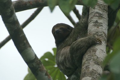 Three-toed Sloth