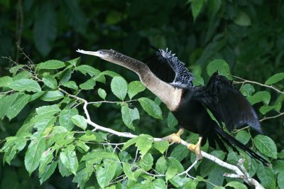 Anhinga