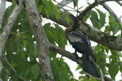 Anhinga