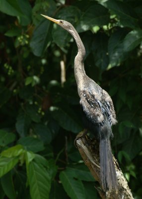 Anhinga