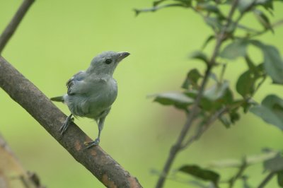 Blue-grey Tanager