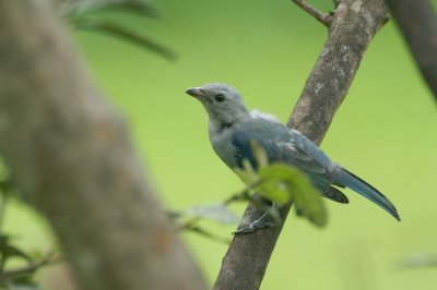 10308 - Blue-grey Tanager - Thraupis episcopus
