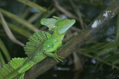 JezusChrist Lizzard