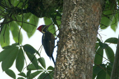 03811 - Lineated Woodpecker - Dryocopus lineatus