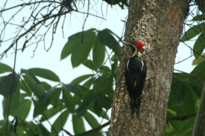 Lineated Woodpecker