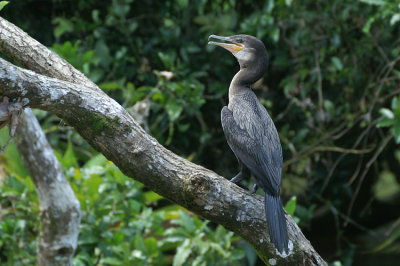 00900 - Neotropical Cormorant - Phalacrocorax brasilianus