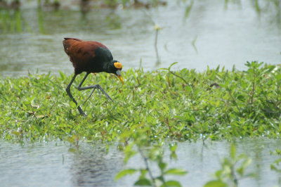 Northern Jacana