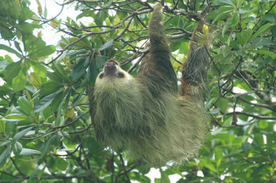 Two-toed Sloth