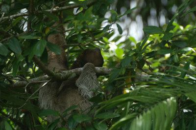 Two-toed Sloth