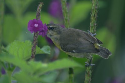 Bananaquit