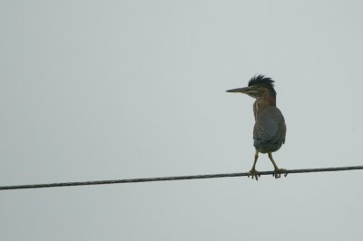 Green Heron