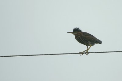 Green Heron