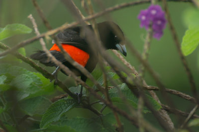 10304 - Passerini's Tanager - Ramphocelus passerinii