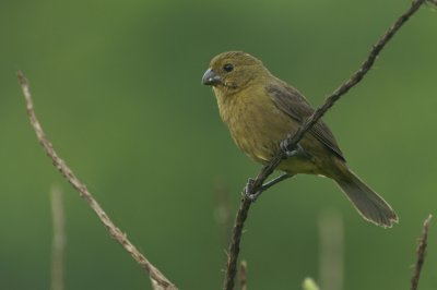 Variable Seedeater