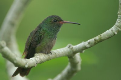 02959 - Rufous-tailed Hummingbird - Amazilia tzacatl