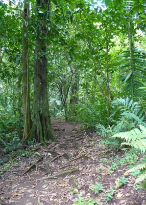 Selva Verde trail