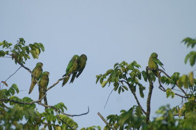 Olive-throated Parakeet