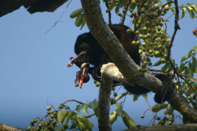 Howler Monkey