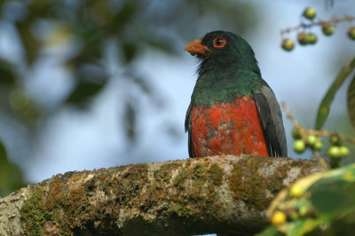 Slaty-tailed Trogon